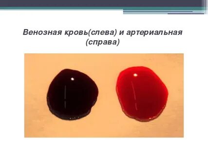 Заполнено венозной кровью
