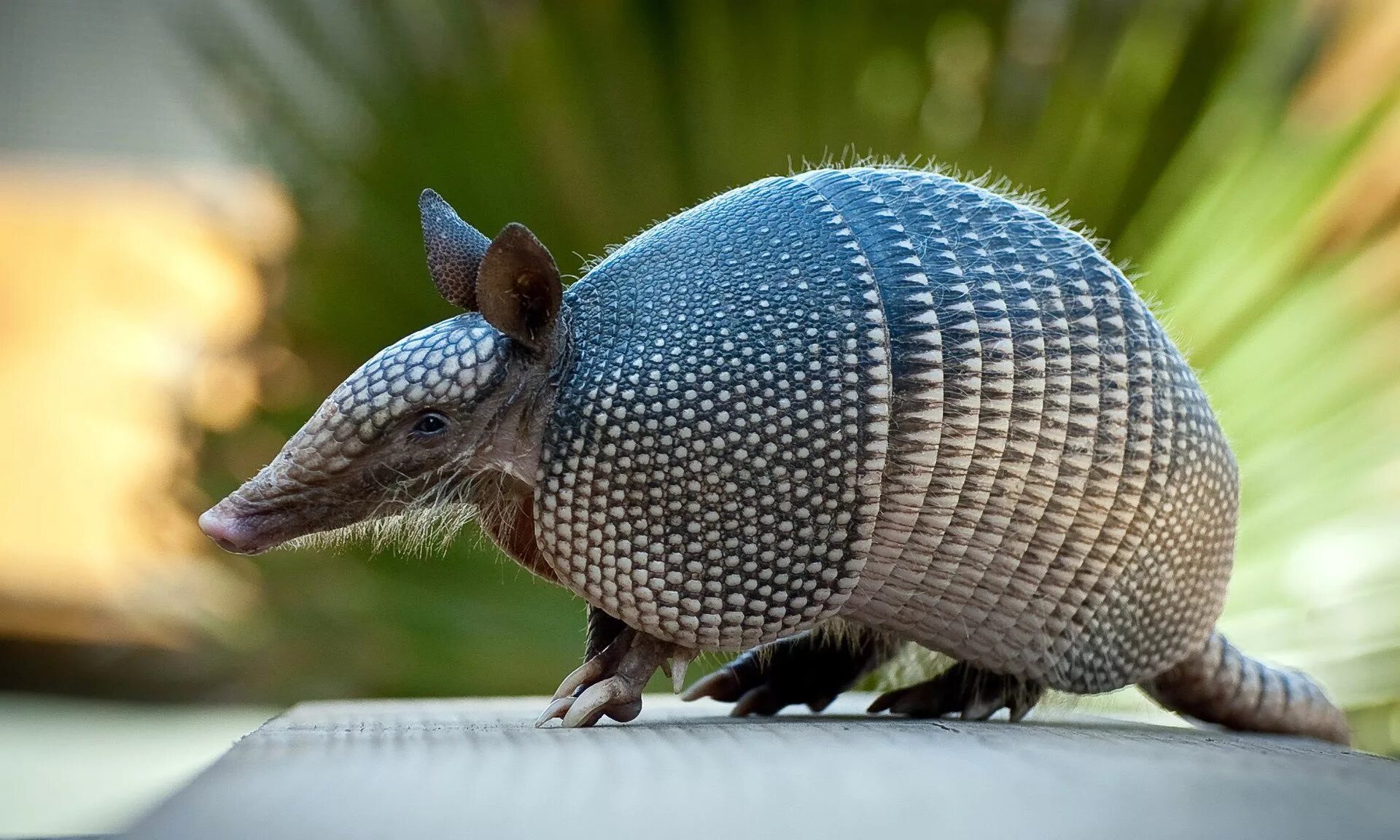 Сумчатый броненосец. Детеныш броненосца. Армадилло животное броненосец. Животные южной америки броненосец. Армадилло броненосец.