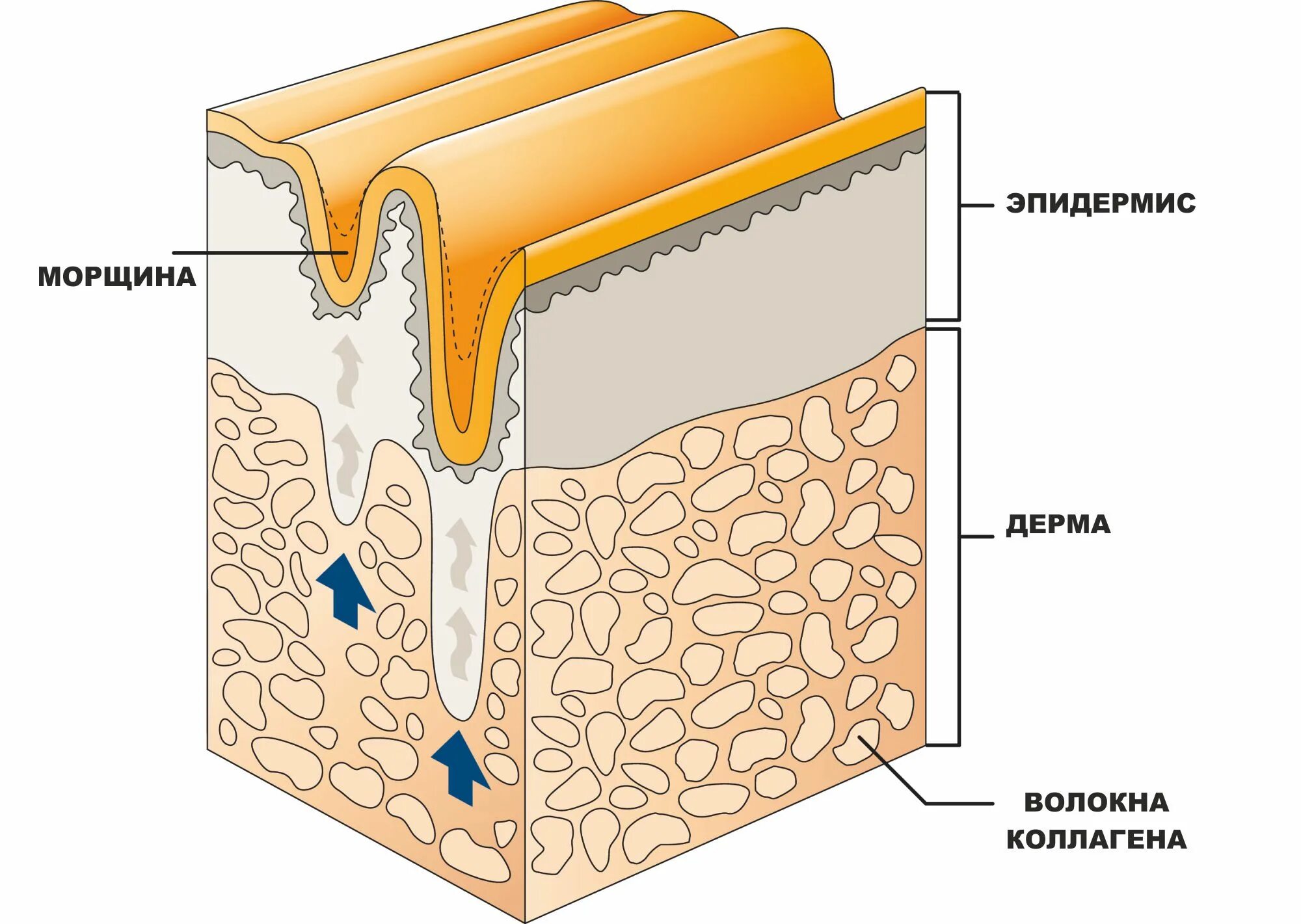 Строение кожи коллаген эластин. ВЕРИСОЛ коллаген. Кожа слой дерма эластин коллаген. Коллаген в эпидермисе.