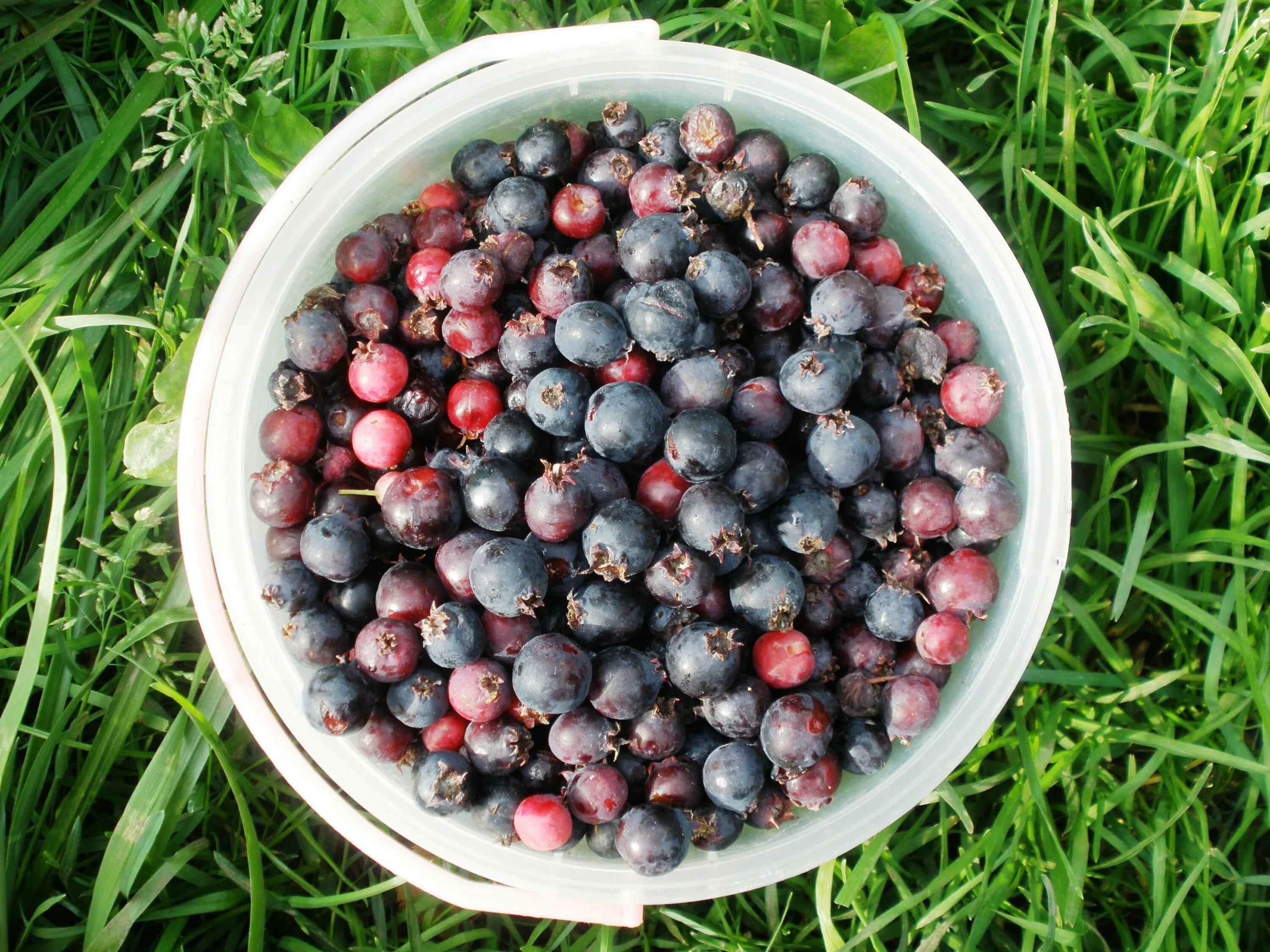 шпанка ирга. ирга канадская. ягодное дерево ирга. пирус и ирга.