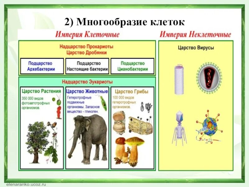 Почему человек относится к царству животных