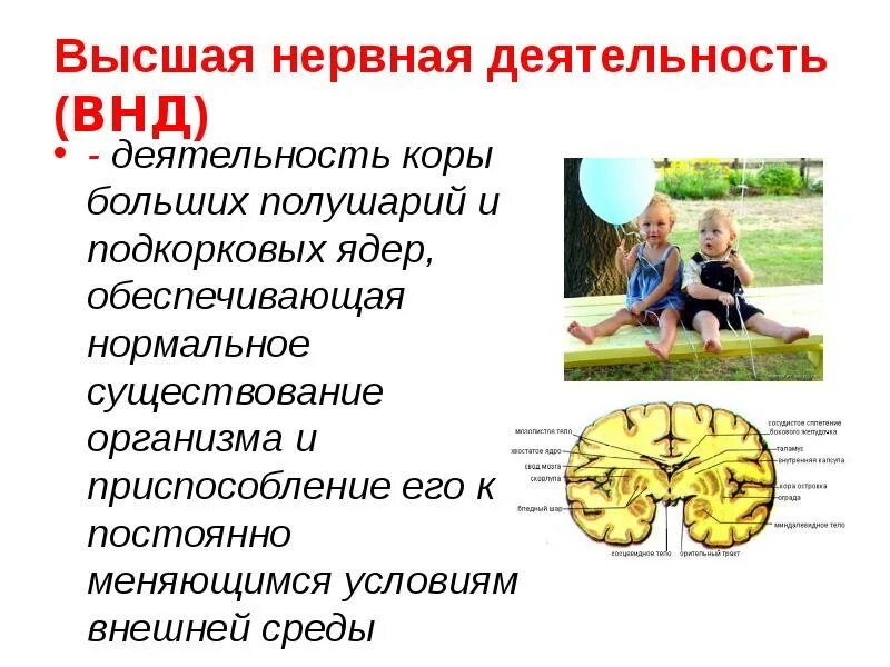 Общие представления о поведении и психике. Нервная деятельность человека. Общие представления о поведении и психике человека. Психика и поведение человека Высшая нервная деятельность. Психика поведение и деятельность.