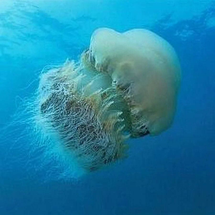 Номура. Медуза цианея гигантская. Арктическая цианея. Медуза Номура. Арктическая гигантская медуза.