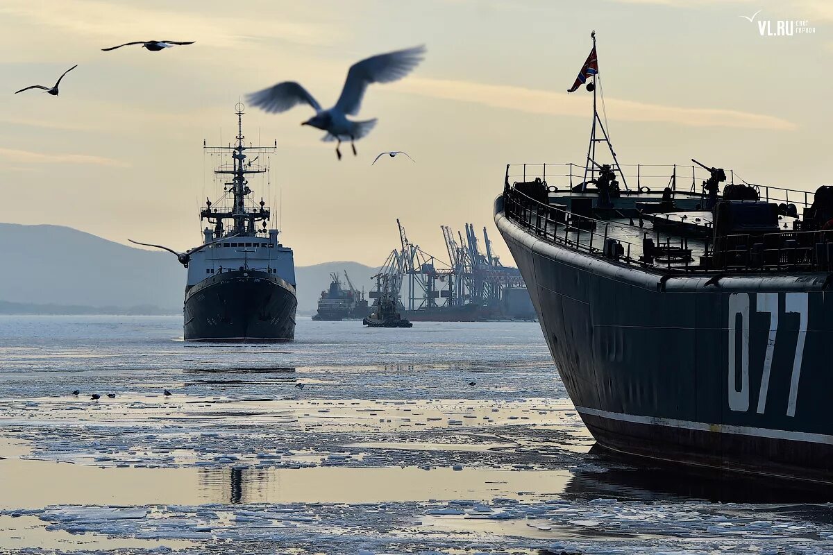 Океан эскадра. Танкер флагман Владивосток. Море Чайки Владивосток. Чайки и военные корабли. Корабль "Чайка".