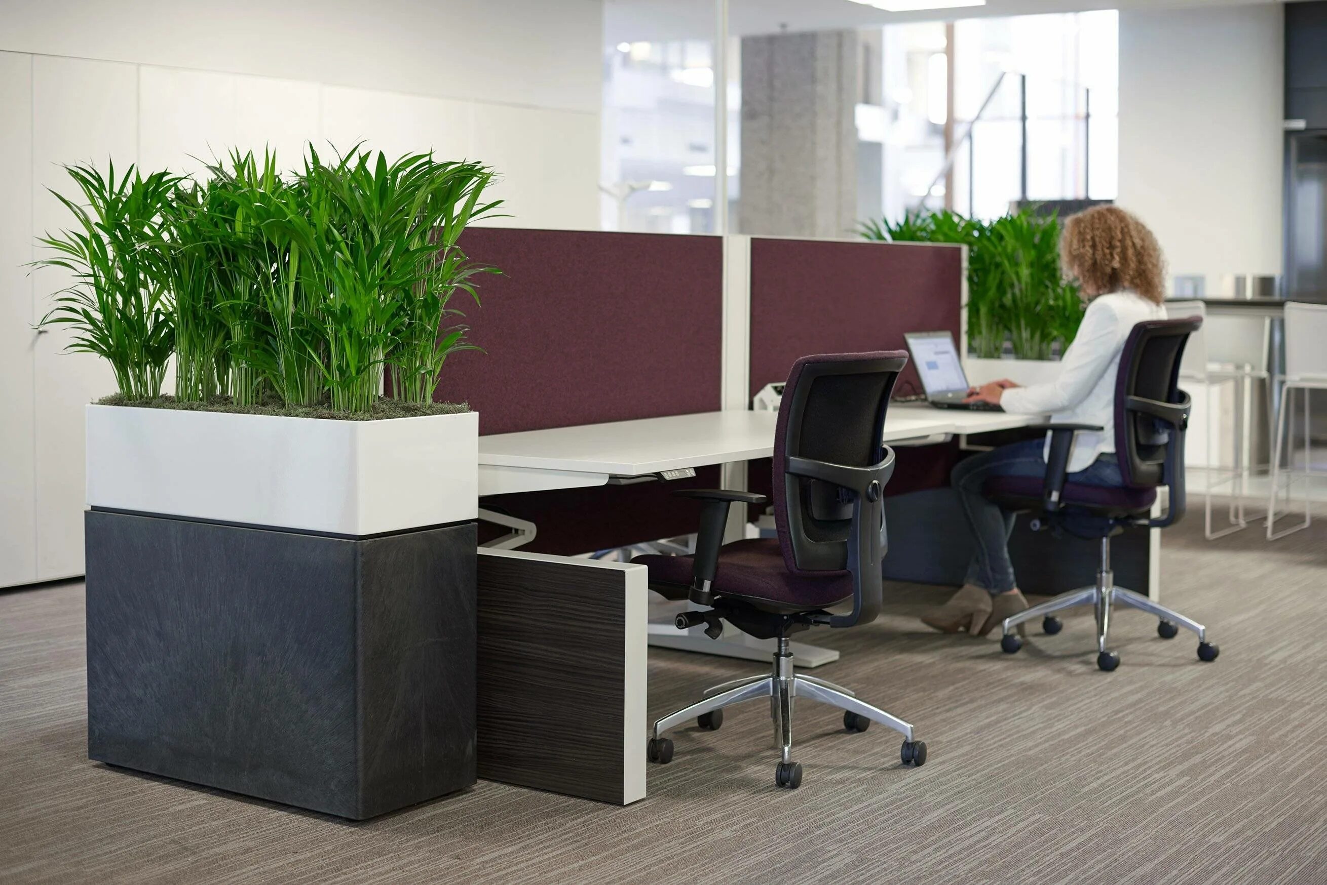 Растения для офиса. Озеленение офиса. Офисные цветы. Растения в интерьере офиса. Музыка для офиса без слов