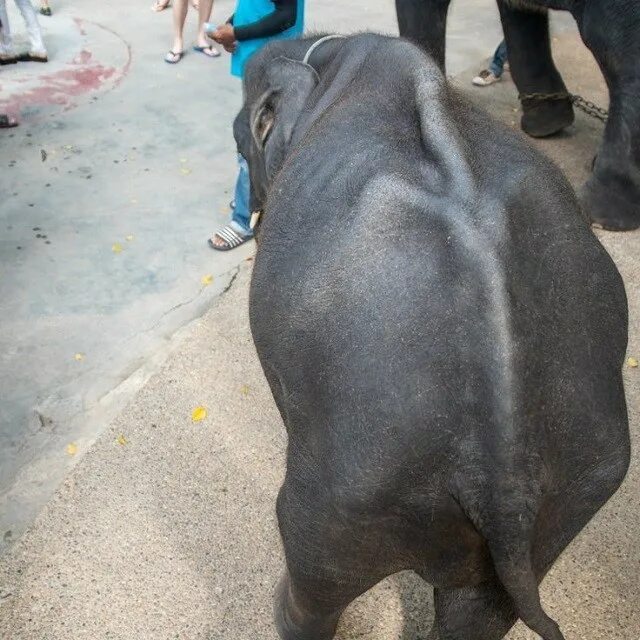 Погоняло для слона 5 букв сканворд. Зоопарк на Пхукете. Горка Слоненок сломанная.