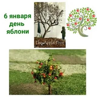 Шесть яблонь