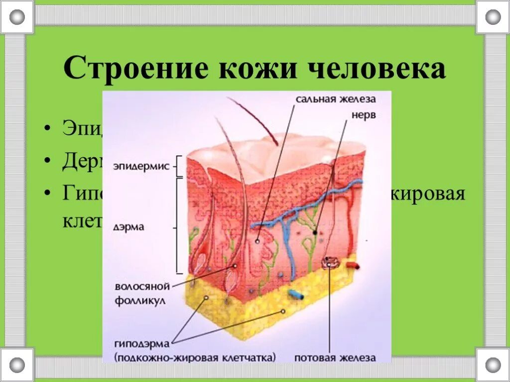 Кожа схема эпидермис дерма. Слои кожи человека строение слоя функции. Функции кожи эпидермис дерма гиподерма. Слой строение функция эпидермис дерма подкожная клетчатка. Кожа внешний вид