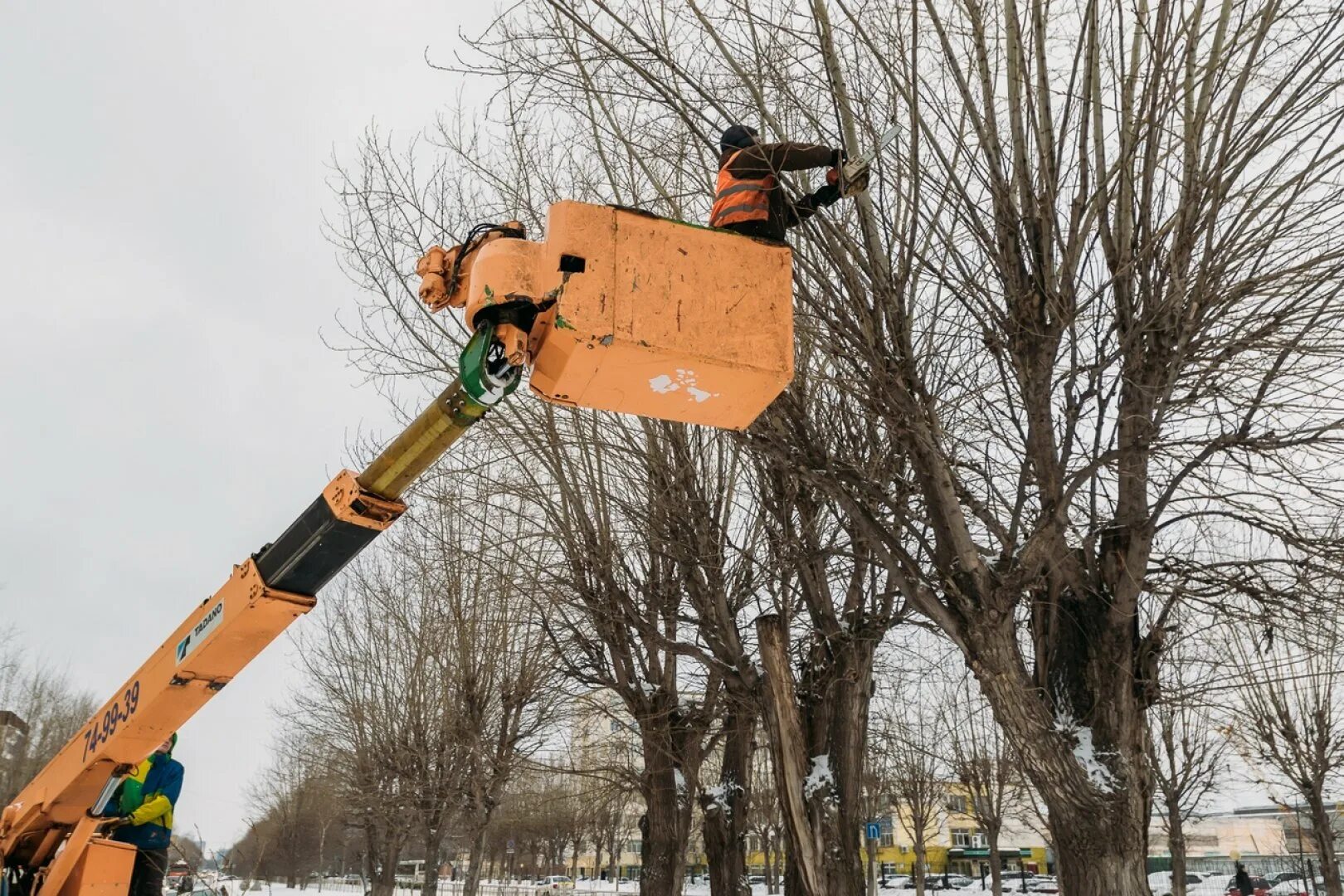 Обрезка деревьев в воронеже. Формовочная обрезка деревьев. омолаживающая обрезка деревьев. омолаживающая обрезка деревьев фото. омолаживающая обрезка деревьев нормы и правила.