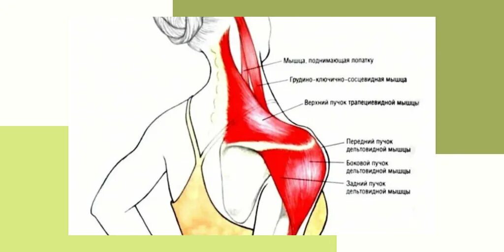 Защемило правую сторону шеи что делать. Мышцы лопатки. Болят мышцы плеча. Мышцы шеи и лопатки. Болит плечевая мышца.