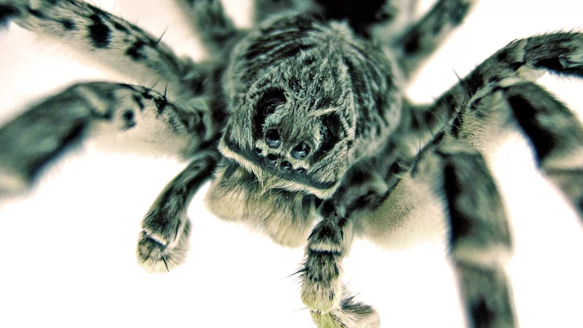 Живые обои паук. Южнорусский Тарантул на белом фоне. Белый паук Тарантул. Паук обои. Белый паук птицеед.