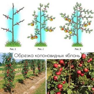Колоновидная яблоня весной