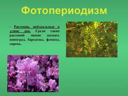 Длиннодневные растения зацветают в конце лета