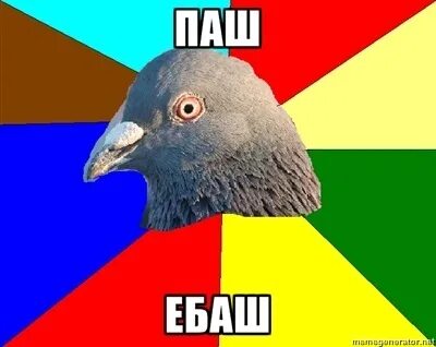 Голубь группа