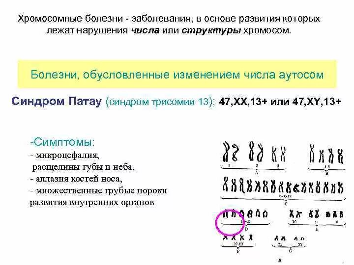 Изменение числа хромосом лежит в основе. Изменение числа хромосом лежит в основе