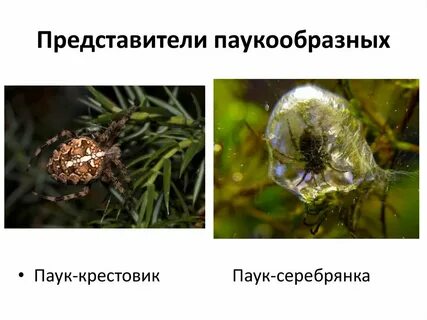 Паук серебрянка развитие с метаморфозом или прямое