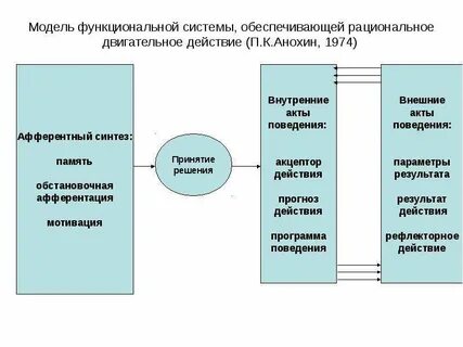 Модель функциональной системы разработал