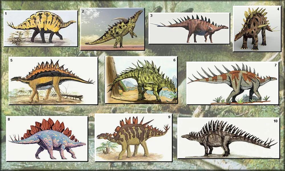 Травоядные динозавры Стегозавр. Анкилозавр Стегозавр Кентрозавр. Эволюция Стегозавра. Динозавр с шипами на хвосте. Травоядные динозавры с шипами