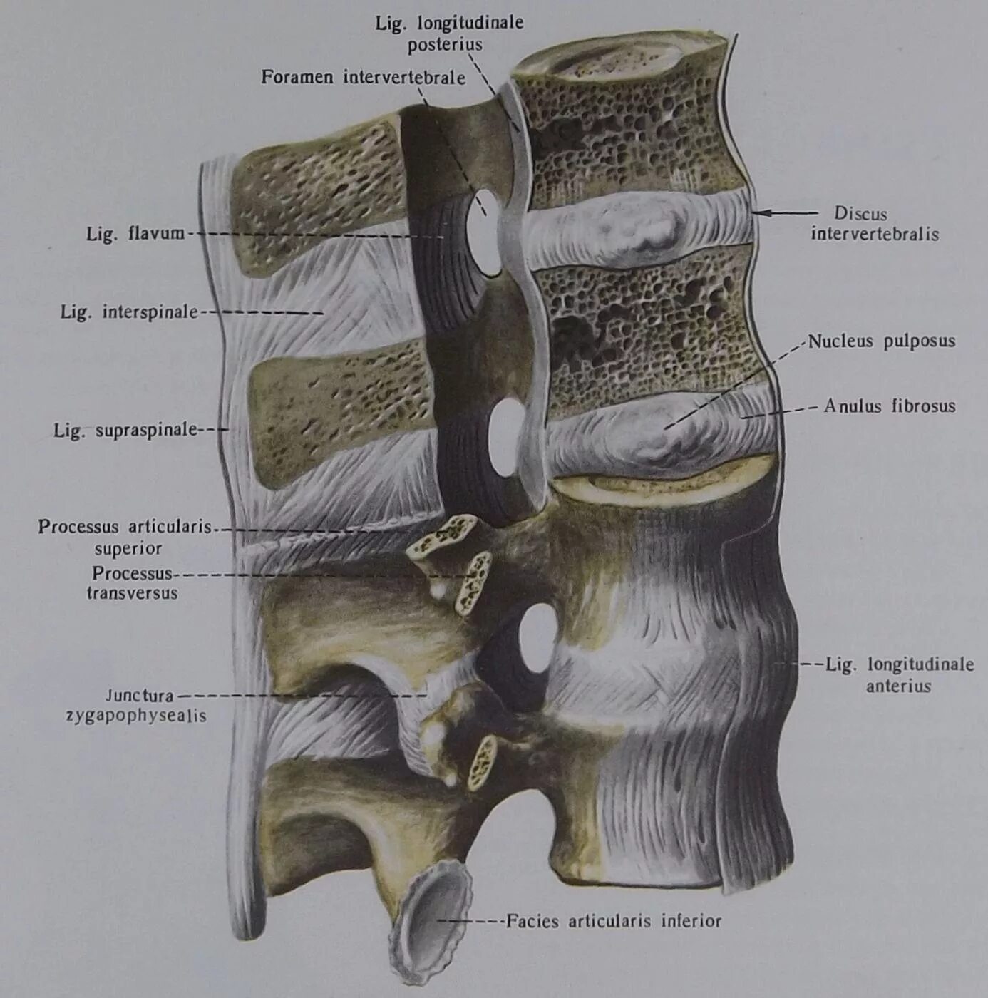 Передняя продольная связка l2-l5. Межпозвоночные суставы анатомия. Позвоночный столб соединения позвонков. Задняя продольная связка (Lig. Longitudinale posterius).