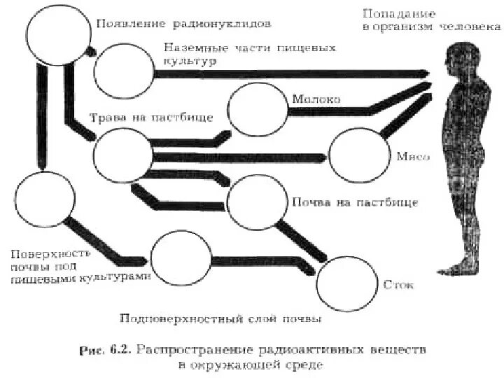 Какой элемент при попадании в организм замещает. Характер распределения радиоактивных веществ в организме. воздействие радиоактивных веществ на организм человека. попадание радионуклидов в организм человека. распространение радиоактивных веществ в окружающей среде.