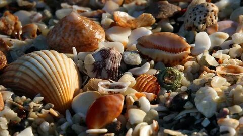 Martin County's Best Beaches to Find Sea Shells