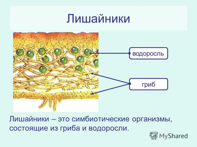 Характеристика грибы лишайники