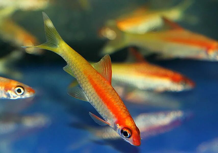 Барбус денисони альбинос. Барбус денисони золотой. Рыбки вытянутые. Рыбки вытянутые. Рыбка paedocypris progenetica.