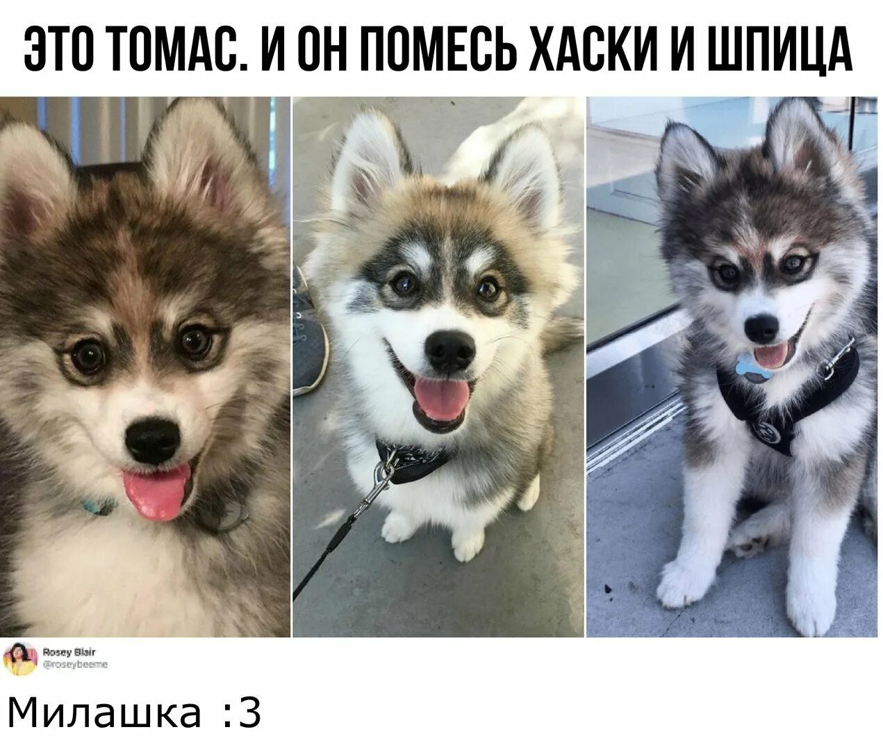 Как определить хаски или помесь. Хаски+ шпиц. смесь хаски и шпица название. помесь хаски и шпица. помесь хаски и шпица как называется порода.