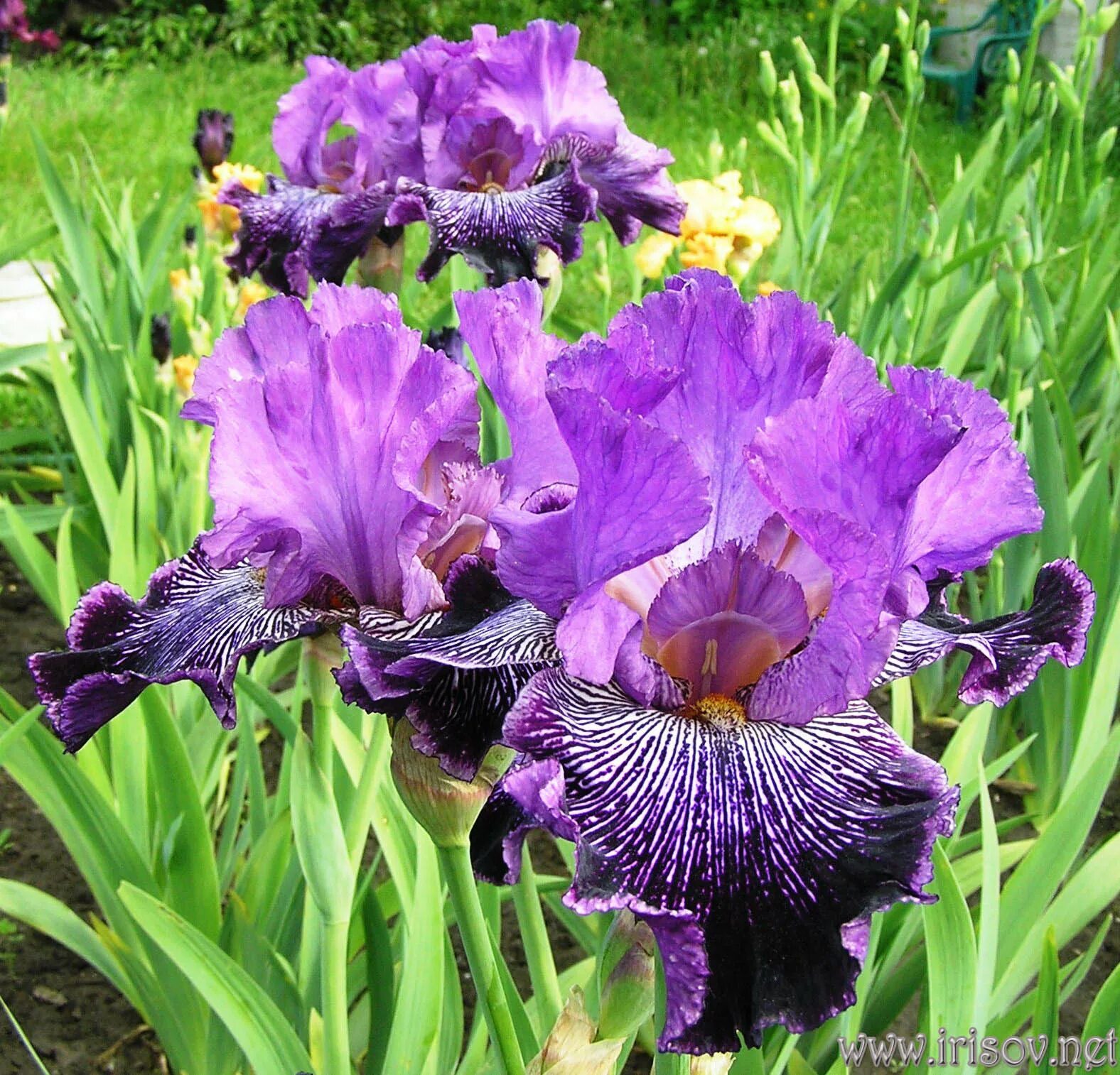 ирис семейные. ирис bratislavan prince. Wonders never cease ирисы. ирис дабл вижн. ирис double platinum.