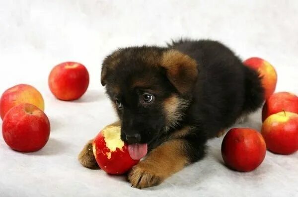Рацион питания для щенка мопса. Какие овощи давать овчарке. Запрещенные продукты для собак. Полезная еда для собак. Какие фрукты можно давать собакам.