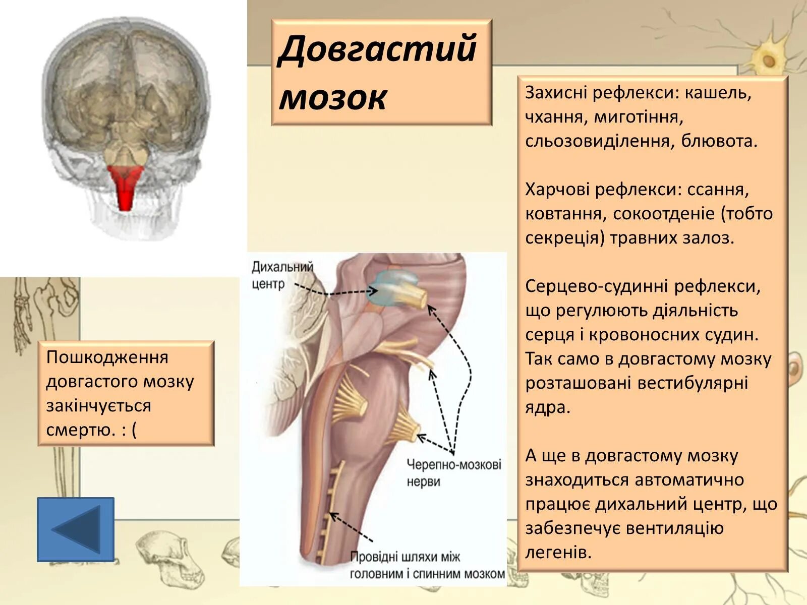 Кашлевой рефлекс какой отдел мозга. Функції довгастого мозку. Довгастий мозок. Будова і функції головного мозку. Довгастий і середній мозок.