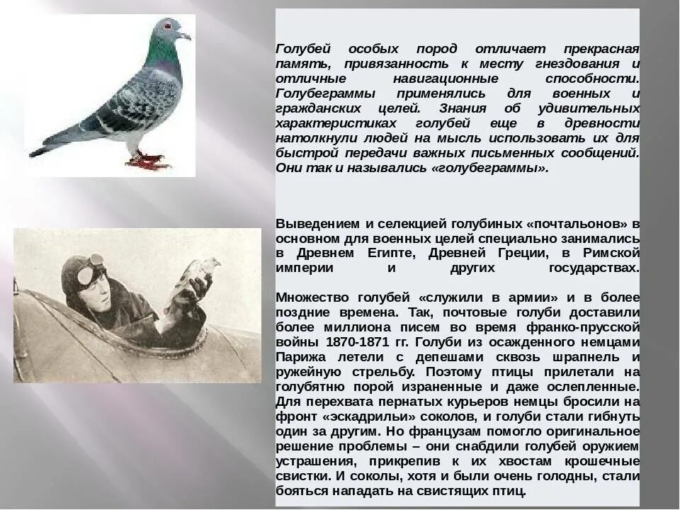 Как почтовые голуби понимают куда лететь. Голубиная почта как работает. Голубиная связь первая мировая. Голубиная почта. Почтовый голубь характеристика.
