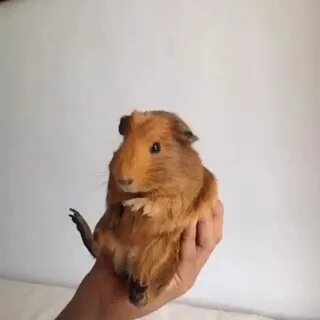 Хомяк танцует видео
