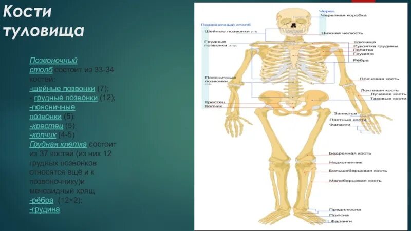 Скелет туловища кости его образующие. Перечислите кости образующие кости туловища. Перечислите кости, образующие скелет туловища.. Соединение костей образующих скелет туловища.