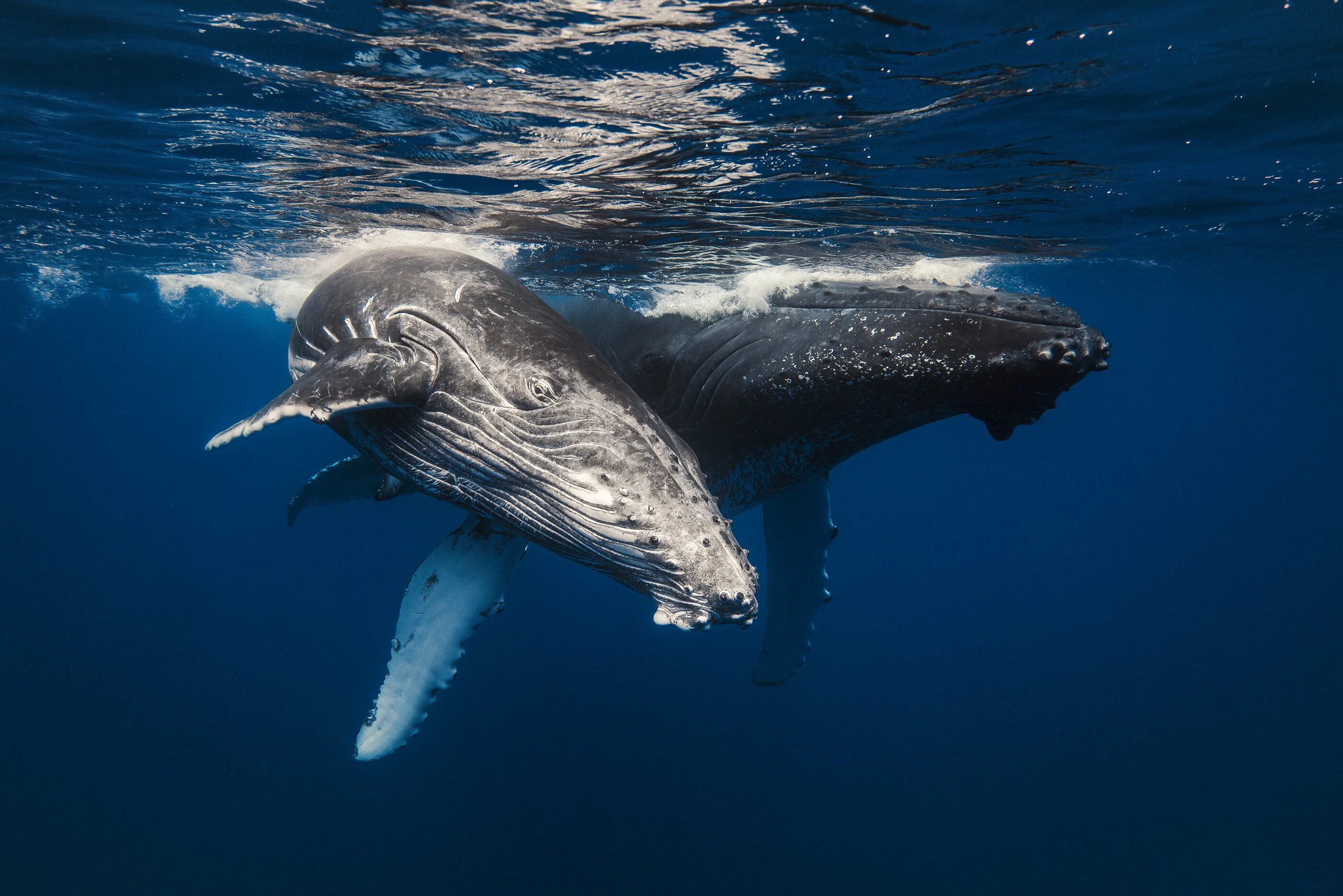 Кит полосатик Горбач. Горбатый кит Баренцево море. Горбач горбатый кит. Синий горбатый кит.