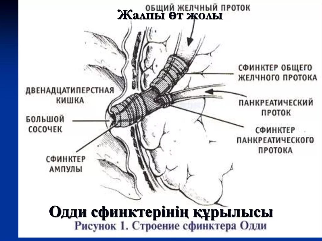 Сфинктер общего протока. Желчный пузырь сфинктер одди анатомия. поджелудочная железа сфинктер одди. сфинктер общего желчного протока. сфинктер одди и большой дуоденальный сосочек.