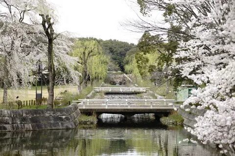 Floraiku spring river