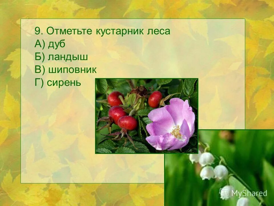 Ландыши шиповник. Ландыши шиповник. Цветы ландыши шиповник. Ландыши шиповник. Ландыши шиповник.
