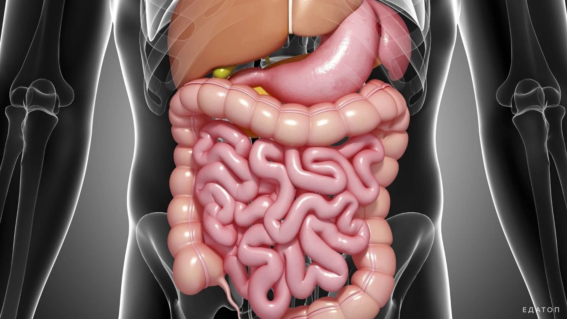 Органы желудок кишечник печень. ЖКТ человека. Желудочно кишечный тракт. Внутренние органы кишечник.