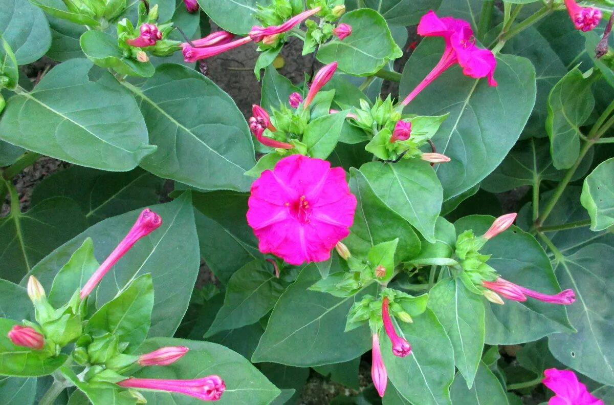 Мирабилис многоцветковый. Мирабилис (ялапа). Мирабилис цветок. Мирабилис ялапа ночная красавица. Мирабилис матис.