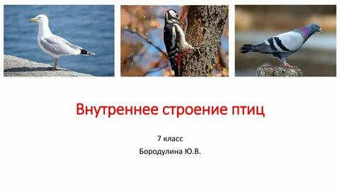 Внутреннее строение класса птиц