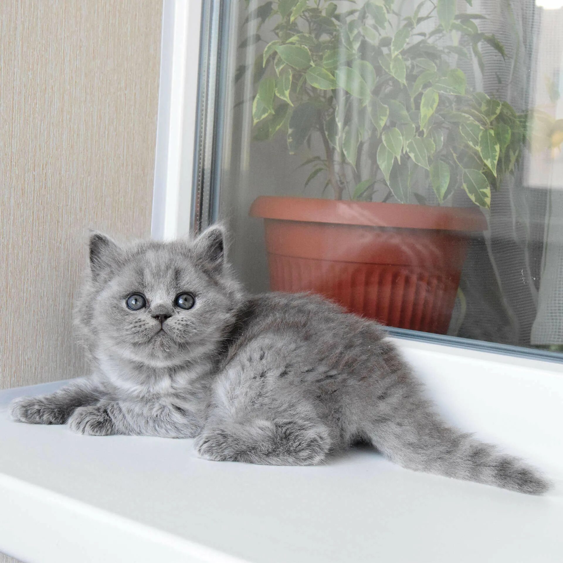 Британские котята в новгороде