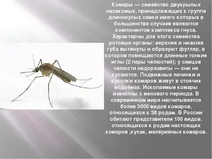 Комар какое окончание