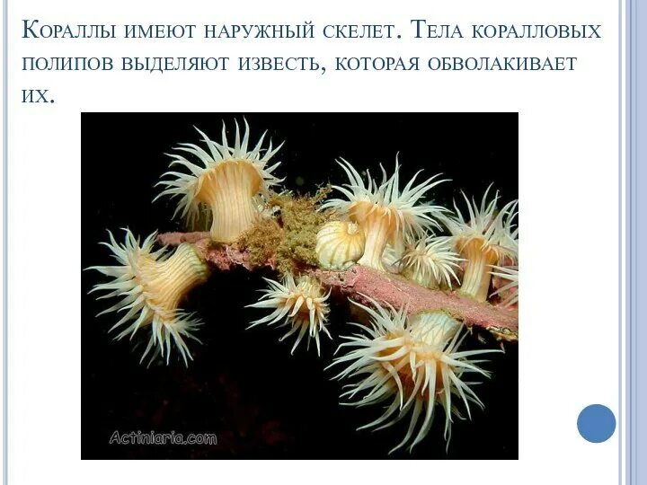 Восьмилучевые коралловые полипы. Опорой тела колониальных коралловых полипов. Опорой тела колониальных коралловых полипов. Жизненный цикл коралловых полипов. Коралловые полипы фильтраторы.