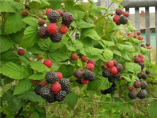 Малина кумберленд описание сорта фото отзывы. Малина Кумберленд. Малина черная Кумберленд. Малина Кумберленд куст. Ежемалина Кумберленд.