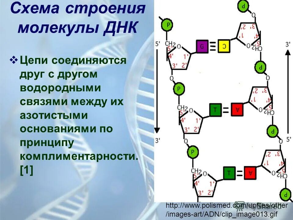Двойная спираль днк строение. 2 цепочка днк. Днк на происхождение. Цепь днк и рнк биология. Соединение двух цепей днк происходит по принципу.