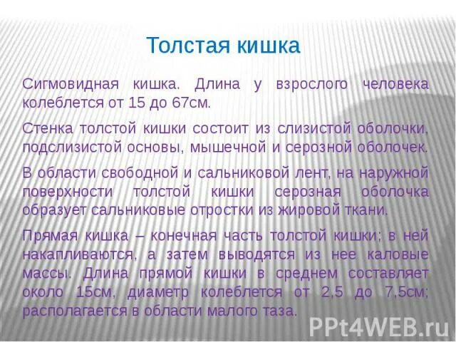Сколько длина кишечника. Длина толстой кишки у взрослого человека. длина кишечника у взрослого человека 12 метров. длина всех кишок у взрослого человека. сколько метров кишки у человека взрослого.