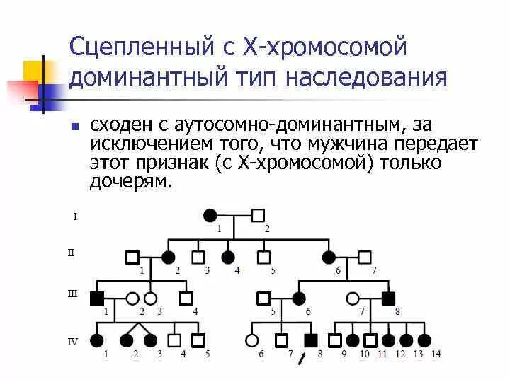 Х сцепленный доминантный Тип наследования. Х сцепленный рецессивный Тип наследования. Родословная рецессивный Тип наследования. Сцепленный с х хромосомой доминантный Тип наследования признаки.