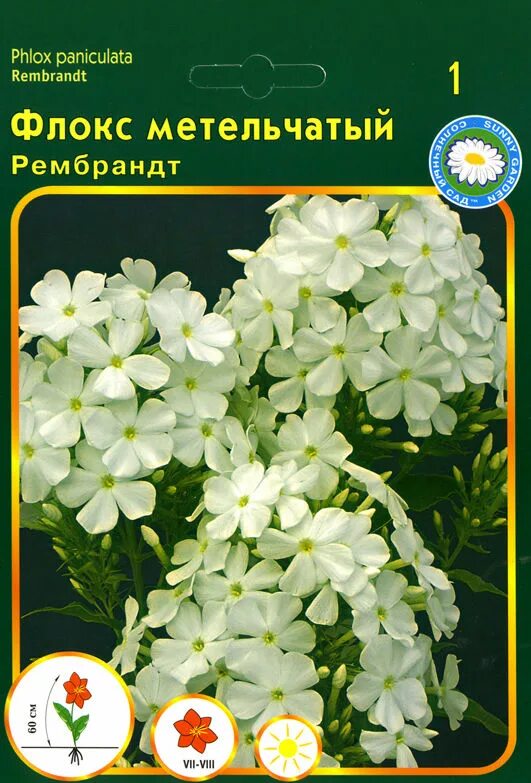 Флокс метельчатый семена. Флокс рембрандт многолетний. флокс метельчатый рембранд. флокс метельчатый &#039;rembrandt&#039;.