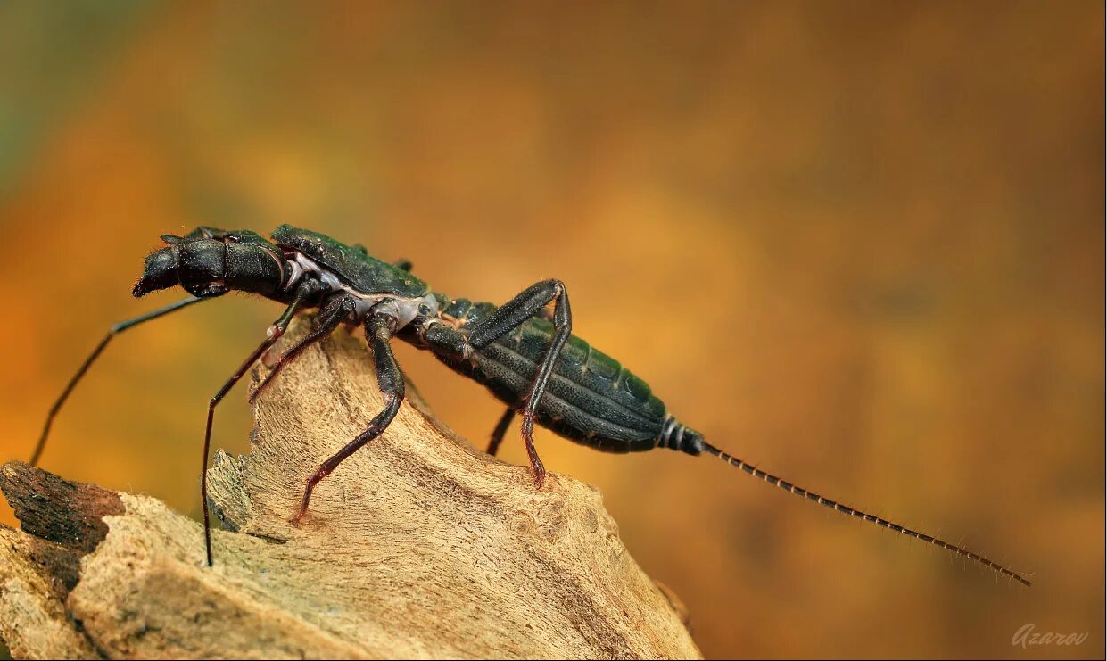 Mastigoproctus giganteus. Жук телифон хвостатый. Отряд телифоны (uropygi). Thelyphonus pumhomii. Телефоны жгутохвостые.